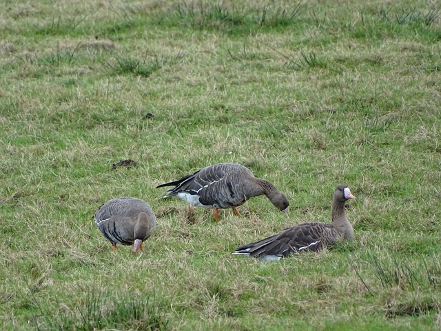 年西超杯中 年西超杯中